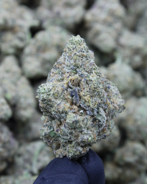 Zoap Hybrid 28.1% THCa - Dankadence Premium Tier Flower