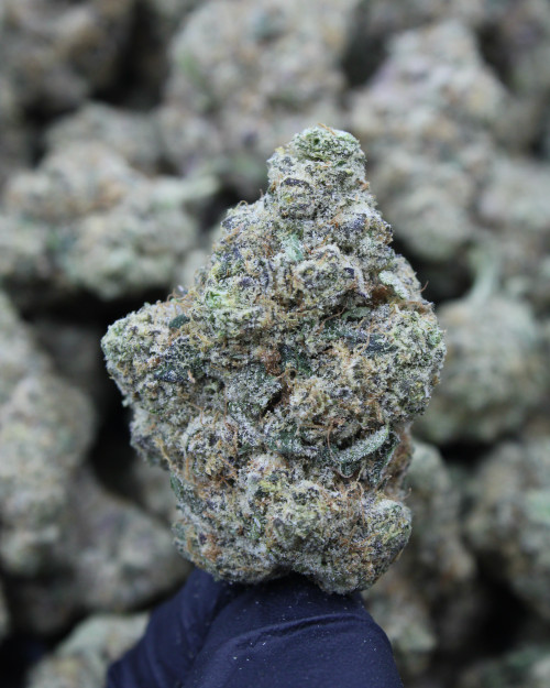 Zoap Hybrid 28.1% THCa - Dankadence Premium Tier Flower