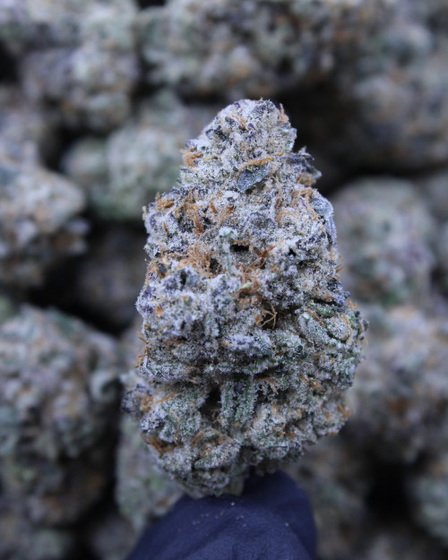 White Diesel Hybrid 31.78% THCa - Dankadence Private Reserve Tier Flower