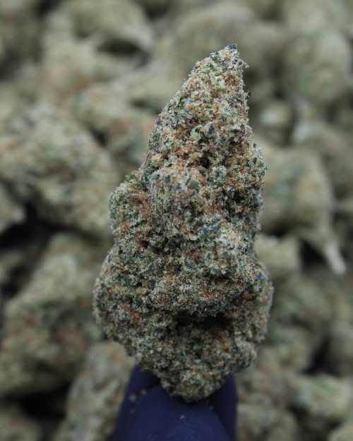 Maui Wowie Sativa 29.77% THCa - Dankadence Private Reserve Tier Flower