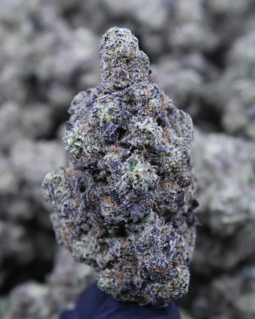 Gorilla Butter Indica 28.2% THCa - Dankadence Greenhouse Tier Flower