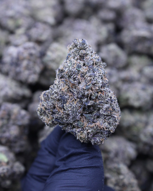 Cherry Trolli Sativa 30.65% THCa - Dankadence Private Reserve Tier Flower