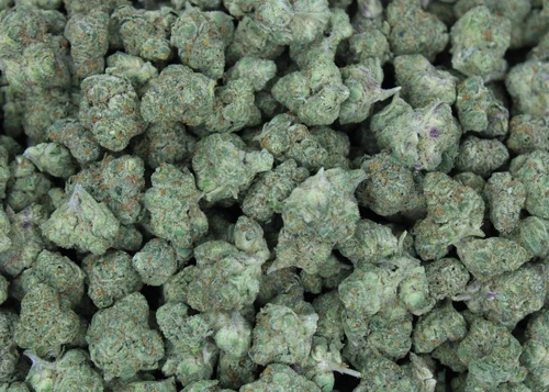 Cheetah Piss Hybrid Smalls 27.6% THCa - Dankadence Smalls Flower