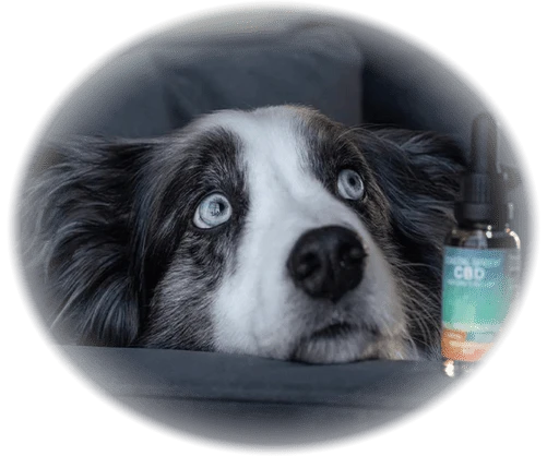 Wellness member