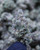 Butter OG Indica 28.81% THCa  - Dankadence Premium Tier Flower