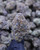 Black Amber Sativa 29.78% THCa - Dankadence Premium Tier Flower