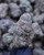 Motorhead Indica 31.9% THCa - Dankadence Private Reserve Tier Flower