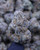 White Truffle Indica 32.78% THCa - Dankadence Private Reserve Tier Flower