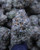 White Diesel Hybrid 31.78% THCa - Dankadence Private Reserve Tier Flower