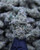 Devil Driver Sativa 29.32% THCa- Dankadence Private Reserve Tier Flower