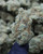 Queso Hybrid 28.79% THCa - Dankadence Premium Tier Flower
