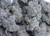 Red Velvet Indica 29.1%  THCa - Dankadence Private Reserve Tier Flower