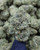 Oil Spill Indica 28.31% THCa - Dankadence Premium Tier Flower