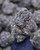 Black Mamba Indica Private Reserve 32.07% THCa - Dankadence Private Reserve Tier Flower