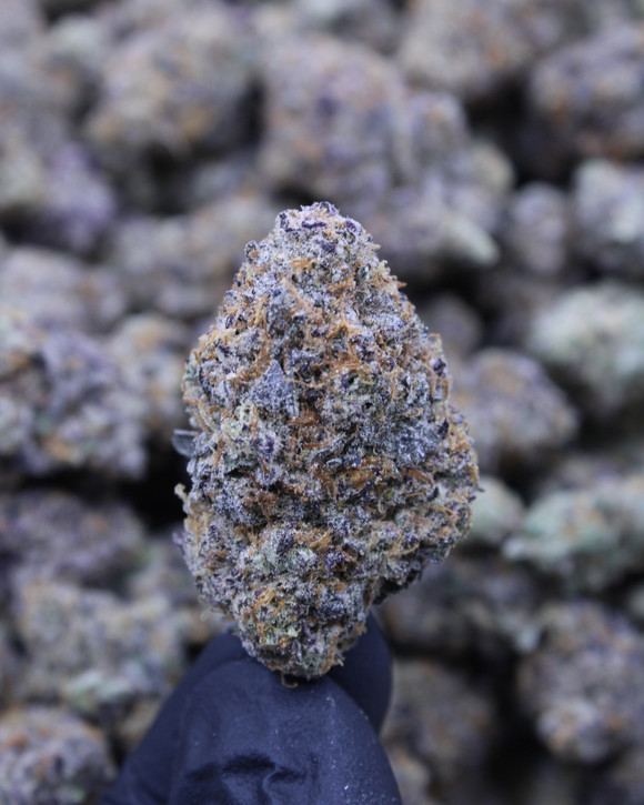 Black Amber Sativa 29.78% THCa - Dankadence Premium Tier Flower