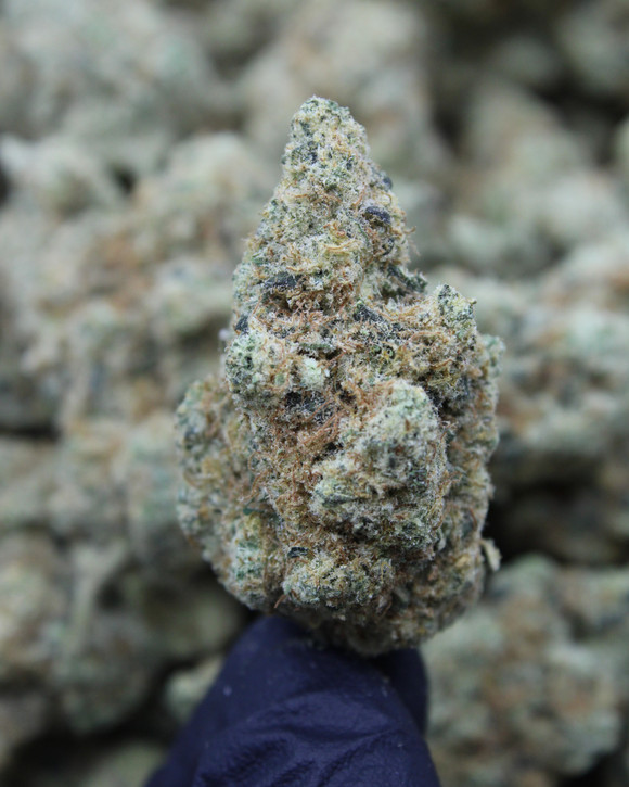 Queso Hybrid 28.79% THCa - Dankadence Premium Tier Flower