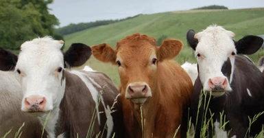 Planning Dairy Equipment Upgrades for Growing Herds
