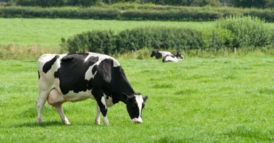 Necessary Milk Processing Equipment for Small Dairies