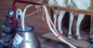 What To Look For in a Portable Goat Milker