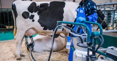 Common Mistakes When Using a Milking Bucket for Cows