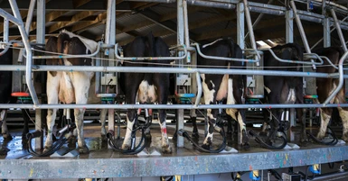 Choosing the Right Milking Equipment for Your Dairy Farm