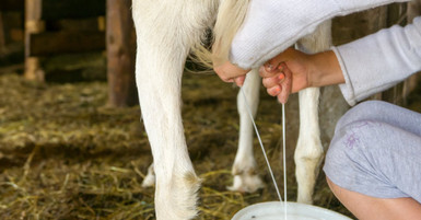Common Goat Milking Problems & Solutions