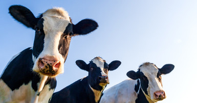 Cow Breeds: Which Ones Are Best for Dairy Production?