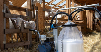 Differences Between Goat and Cow Portable Milking Machines