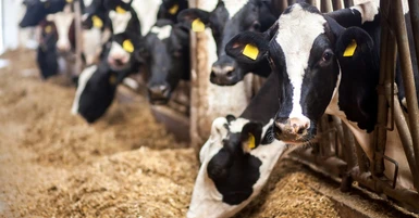 Effective Milk Cooling Practices for Dairy Farmers