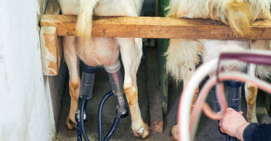 Everyday Tips for Using Portable Goat Milking Machines