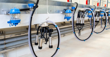 Everything You Should Know About Milk Hoses and Tubing