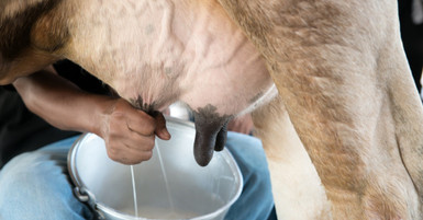 How Have Cattle Milking Buckets Changed Over Time?