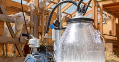 How To Choose the Right Milking Bucket for Your Goat Farm