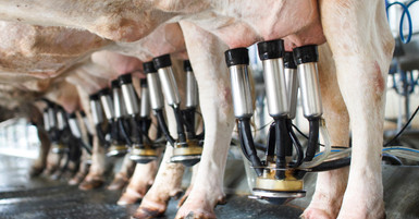 How To Identify Leaks in Milking Tubes & Hoses