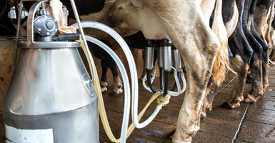 How To Improve Milking Efficiency With the Right Equipment