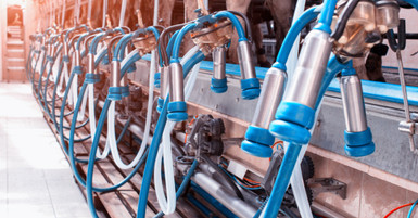 Key Features To Look For in Modern Milking Systems