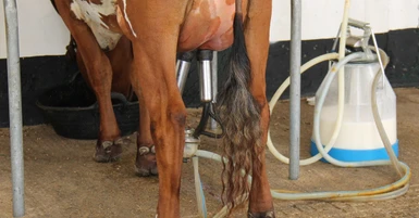 Milk Bucket Design and Its Role in Milking Flow