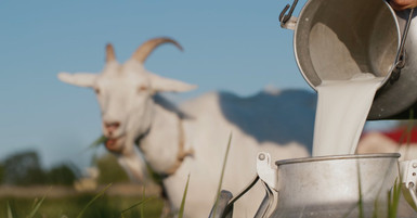 Milking a Goat: Everything You Should Know