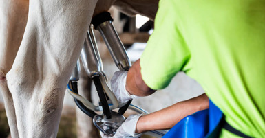 The Benefits of Stainless-Steel Milking Claws