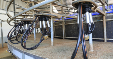 The Effect of Proper Weight Distribution on Dairy Milk Claws