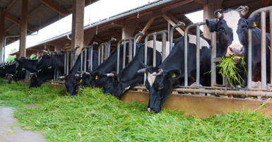 The Importance of Sustainable Dairy Farming