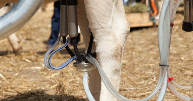 Understanding Milking Claw Parts: A Breakdown of Components