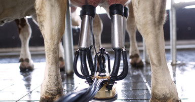 Why Are Milking Claws Essential for Dairy Farms?