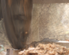 WG24 Stump Grinder