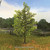 Maple Tree, Summer 10" Tall William Britain (53019) Alt Image 2