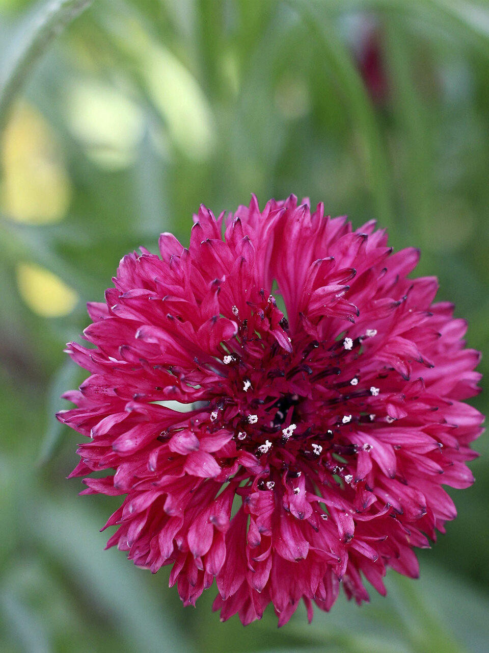 DT Brown Seeds Polka Dot Cornflower - Flower Seeds