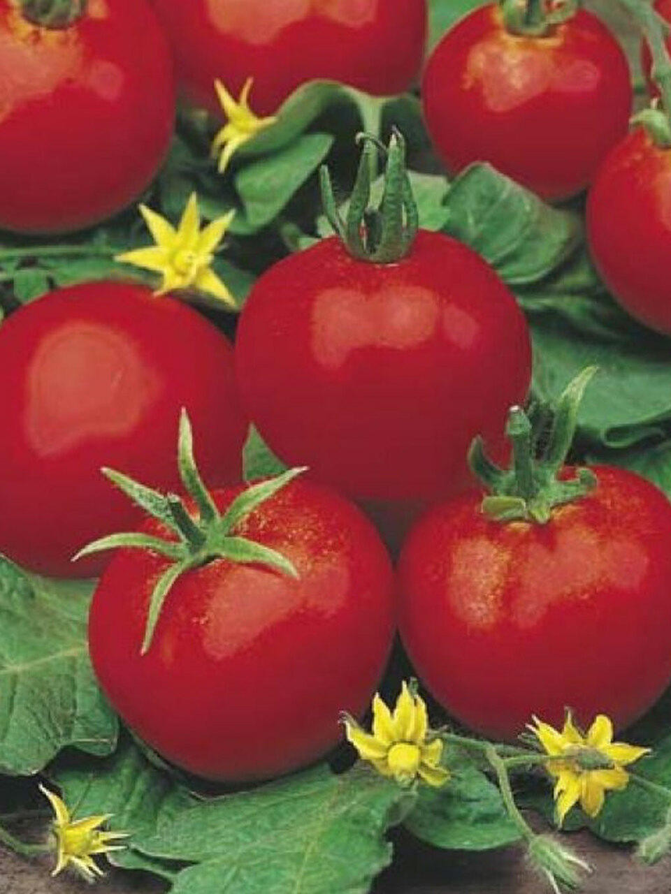 DT Brown Seeds Moneymaker Tomato - Vegetable Seeds