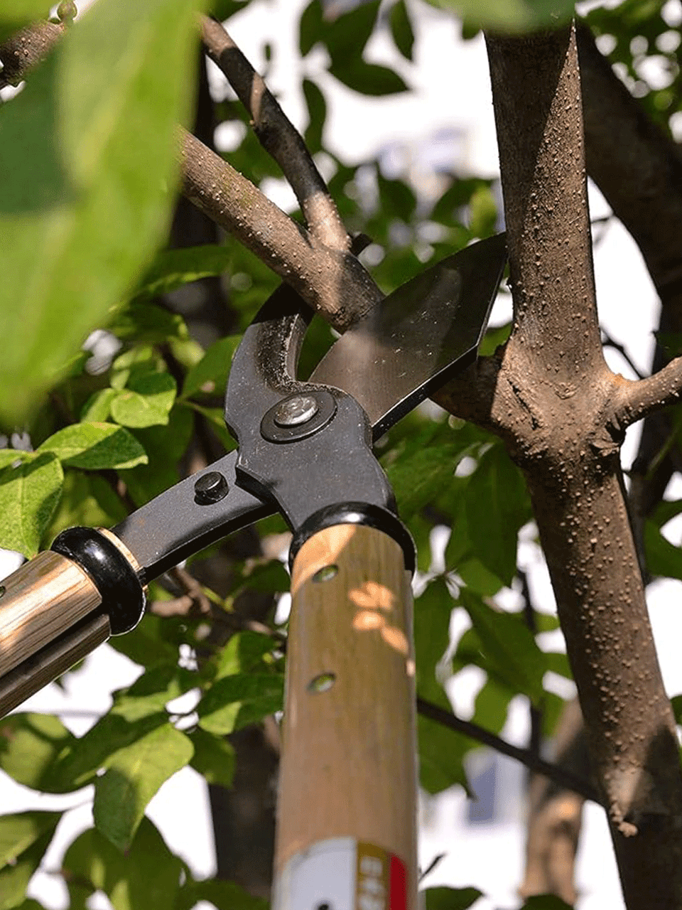 Kanenori Japanese Garden Loppers