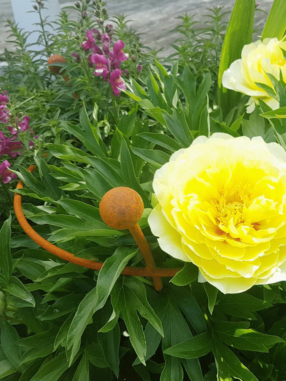 Heritage Plant Supports Peony Support