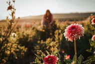 A dahlia grower’s autumn checklist | How to prolong dahlia flowers & prep tubers for next season A dahlia grower’s autumn checklist | How to prolong dahlia flowers & prep tubers for next season